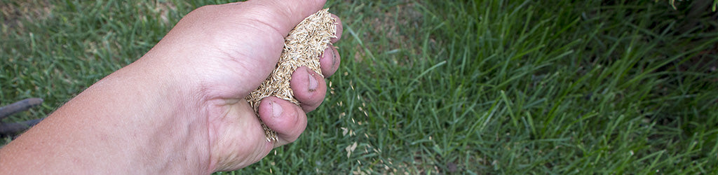 Reseeding The Bald Spots in Your Lawn