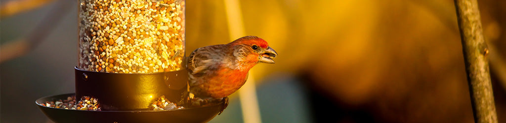 Keep Wild Birdseed From Becoming Weeds