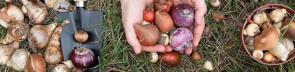 How To Plant And Store Bulbs In Fall