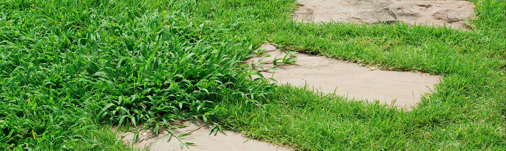 Preventing Crabgrass & Goosegrass