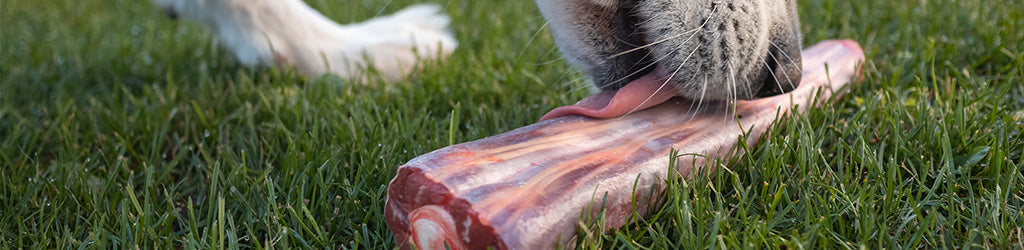 Beneficial Bacteria for Dogs