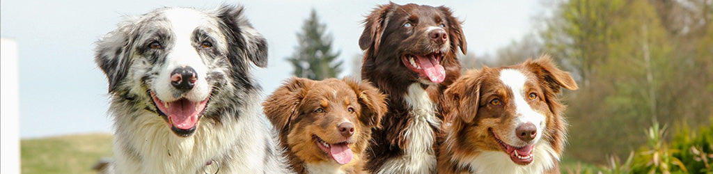 Why People Add Enzam to Their Pet’s Food?