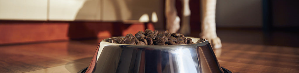 How to Switch Dog Foods