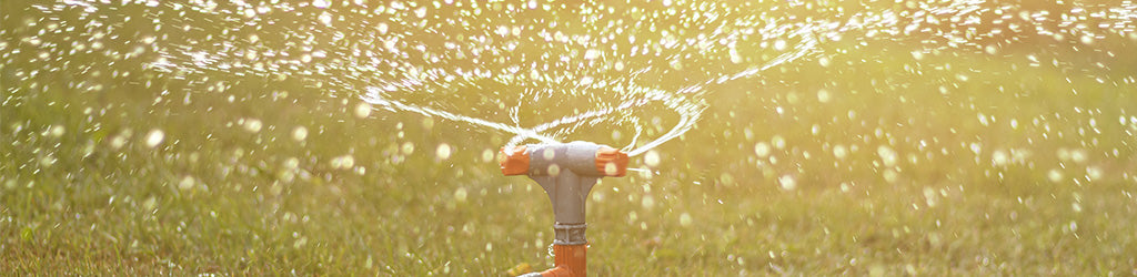 Your Soil and Proper Watering