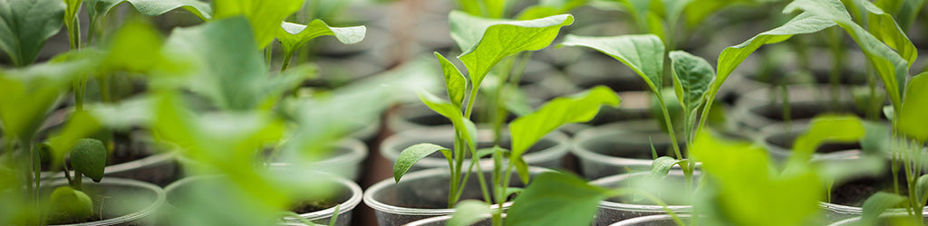 When to Start Seeds Indoors/Outdoors