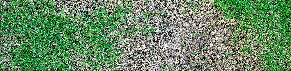 Preventing Snow Mold