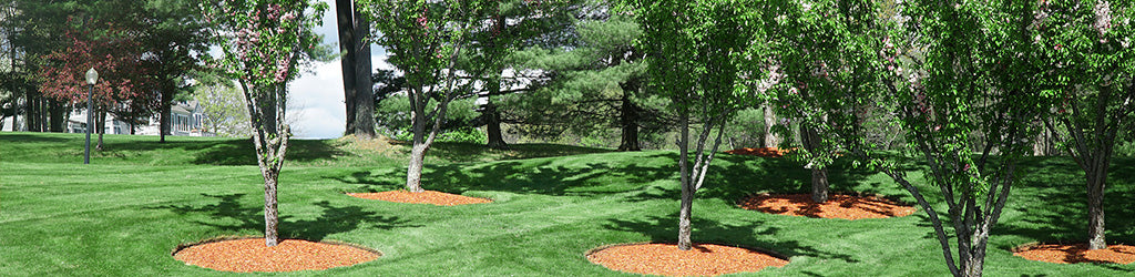 Planting Your New Tree