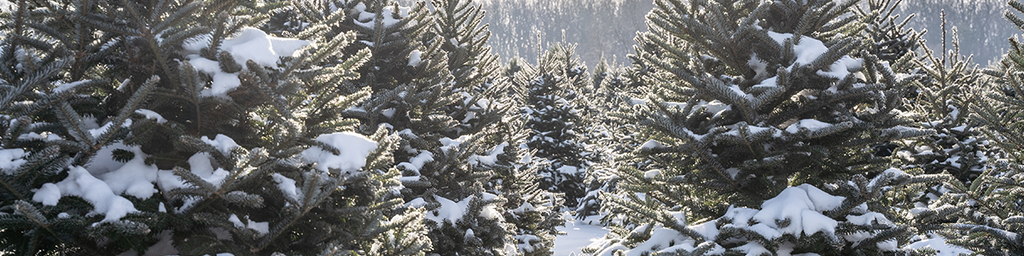 Making Merry Memories: A Guide to Real and Fake Christmas Trees