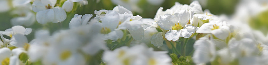 Planting Cover Crops