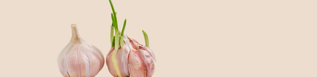 How to Plant Your Own Certified Garlic Burlbs