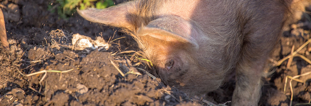 Unearthing the Resilient Roots: The Untold Story of Zamzows Magic Mineral