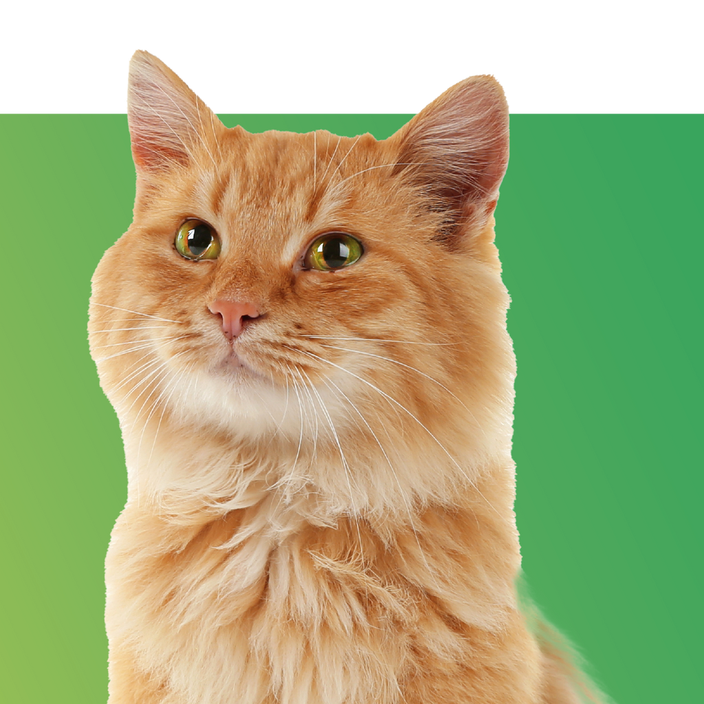 National Brand Cat Foods